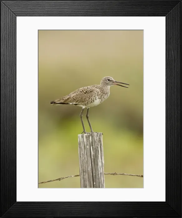 Framed Print : Willet Texas in March Framed Print : Willet Texas in March