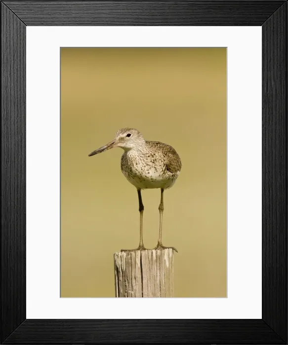 Framed Print : Willet Texas in March Framed Print : Willet Texas in March