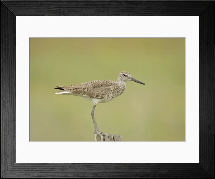 Framed Print : Willet Texas in March Framed Print : Willet Texas in March