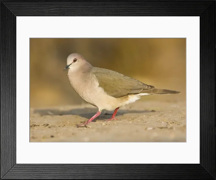 Framed Print : White-tipped dove South Texas Framed Print : White-tipped dove South Texas