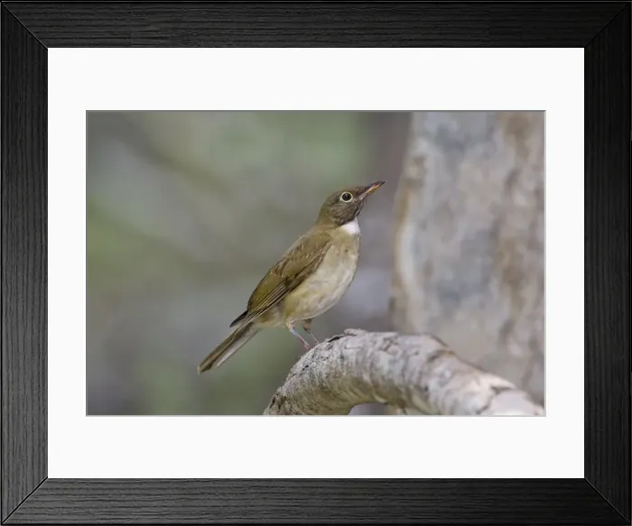 Framed Print : White-throated Robin - one of only less than 10 United States records. Pharr Texas at Allen Williams Preserve. Texas, March Framed Print : White-throated Robin - one of only less than 10 United States records. Pharr Texas at Allen Williams Preserve. Texas, March