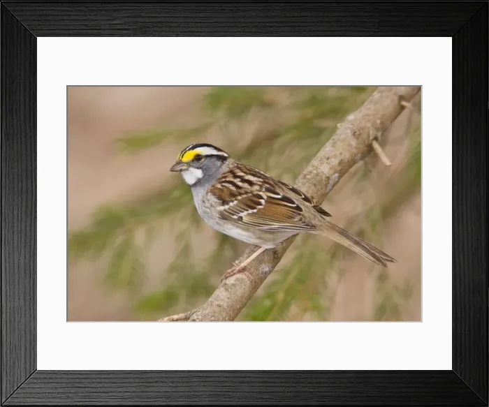 Framed Print : White-throated Sparrow Connecticut in April Framed Print : White-throated Sparrow Connecticut in April