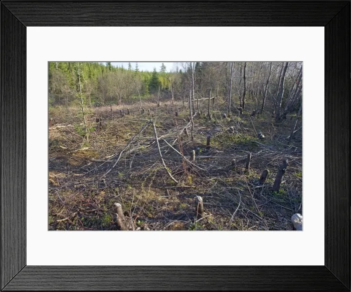 Framed Print : Beaver Pond workings on trees around beaver pond Framed Print : Beaver Pond workings on trees around beaver pond