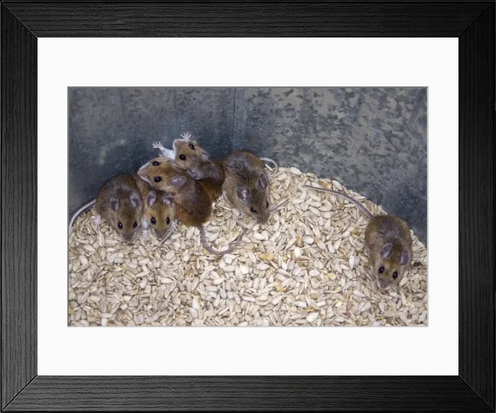 Framed Print : Whte-footed / Deer Mice - In seed barrel. Connecticut USA Framed Print : Whte-footed / Deer Mice - In seed barrel. Connecticut USA