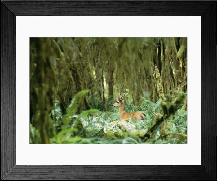 Framed Print : Mule Deer (Blacktail) Olympic rain forest, Washington, USA