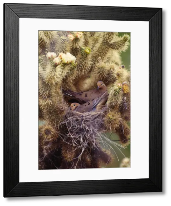 Framed Print : Mourning Dove - pair in nest Sonoran Desert, Arizona, USA Framed Print : Mourning Dove - pair in nest Sonoran Desert, Arizona, USA