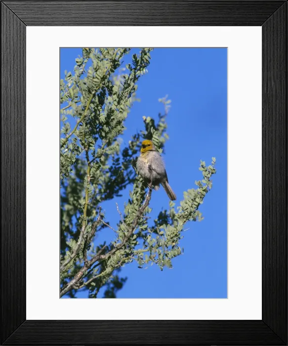 Framed Print : Verdin Madera Canyon, Arizona Framed Print : Verdin Madera Canyon, Arizona