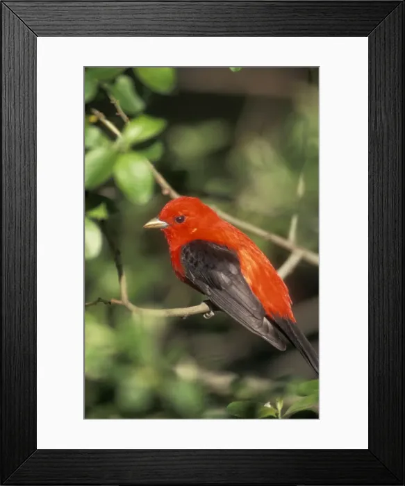 Framed Print : Scarlet Tanager Male. Hamden, Connecticut, USA Framed Print : Scarlet Tanager Male. Hamden, Connecticut, USA