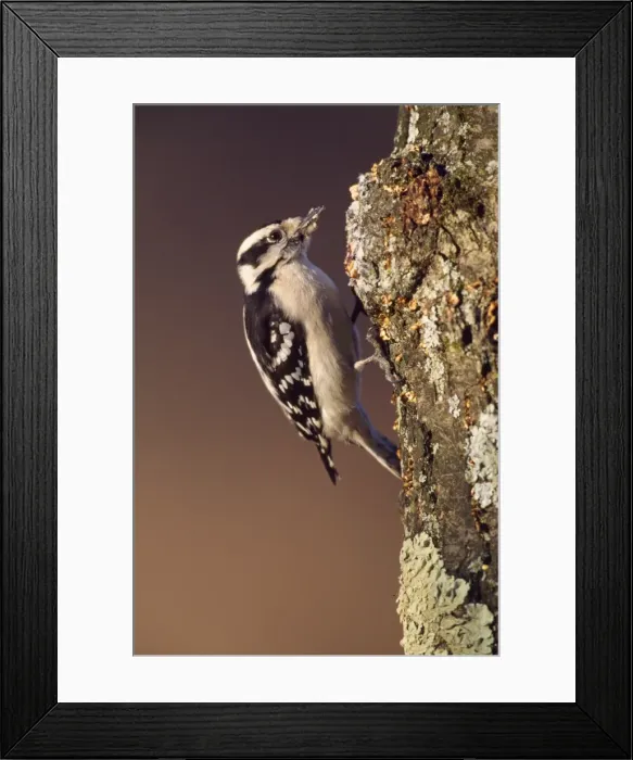 Framed Print : Downy Woodpecker - female Framed Print : Downy Woodpecker - female