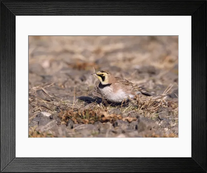 Framed Print : Horned Lark - on ground Hammonasset State Park, Connecticut, USA Framed Print : Horned Lark - on ground Hammonasset State Park, Connecticut, USA