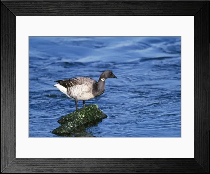 Framed Print : Brent Goose Barnaget light, New Jersey, USA Framed Print : Brent Goose Barnaget light, New Jersey, USA