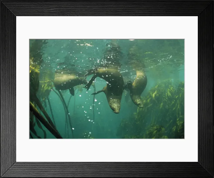Framed Print : Cape Fur Seal Framed Print : Cape Fur Seal