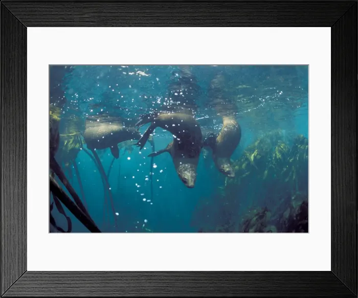 Framed Print : South African Sealions - Underwater. Dire Island, Gansbaai, South Africa Framed Print : South African Sealions - Underwater. Dire Island, Gansbaai, South Africa