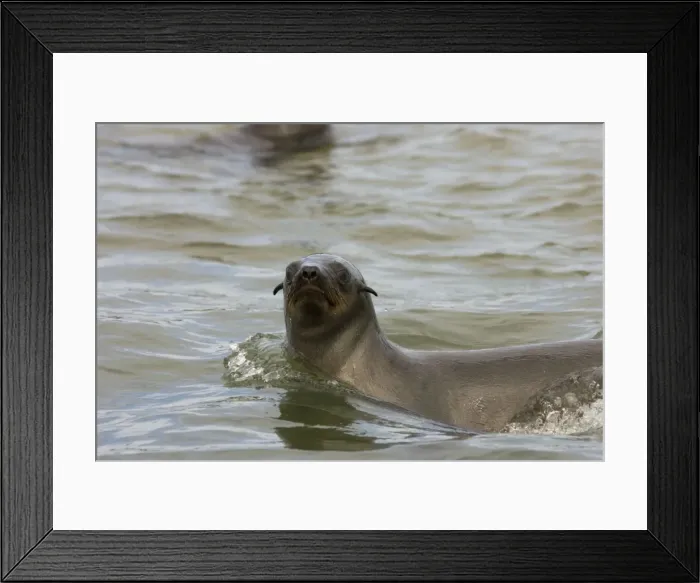 Framed Print : Cape Fur Seal Swimming in the Atlantic Walvis Bay, Namibia, Africa Framed Print : Cape Fur Seal Swimming in the Atlantic Walvis Bay, Namibia, Africa