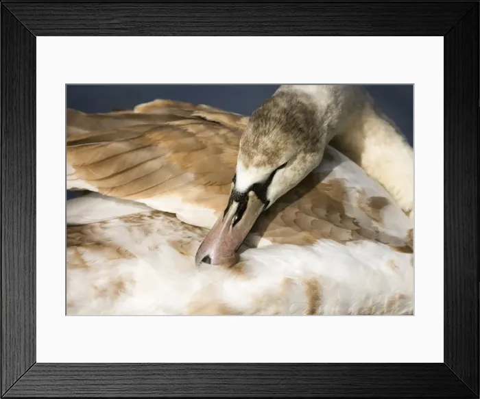 Framed Print : Mute Swan Juvenile preening South East England, UK, Europe Framed Print : Mute Swan Juvenile preening South East England, UK, Europe