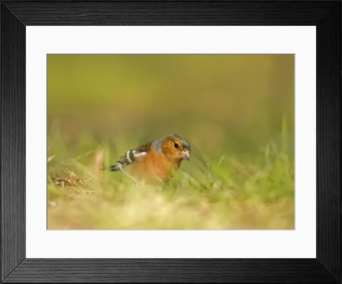 Framed Print : Chaffinch Feeding on the ground South East England, UK, Europe Framed Print : Chaffinch Feeding on the ground South East England, UK, Europe