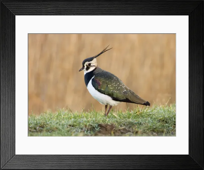 Framed Print : Lapwing On dew covered grassy verge South East England, UK, Europe Framed Print : Lapwing On dew covered grassy verge South East England, UK, Europe
