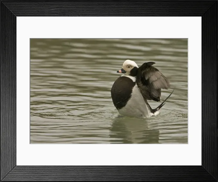 Framed Print : Long-tailed Duck Flapping wings South East England, UK, Europe Framed Print : Long-tailed Duck Flapping wings South East England, UK, Europe