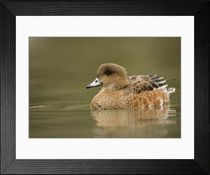 Framed Print : American Wigeon On the water North America, rare vagrant to Britain Framed Print : American Wigeon On the water North America, rare vagrant to Britain