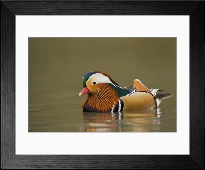 Framed Print : Mandarin Duck Portrait of male on the water South East England, UK, Europe Framed Print : Mandarin Duck Portrait of male on the water South East England, UK, Europe