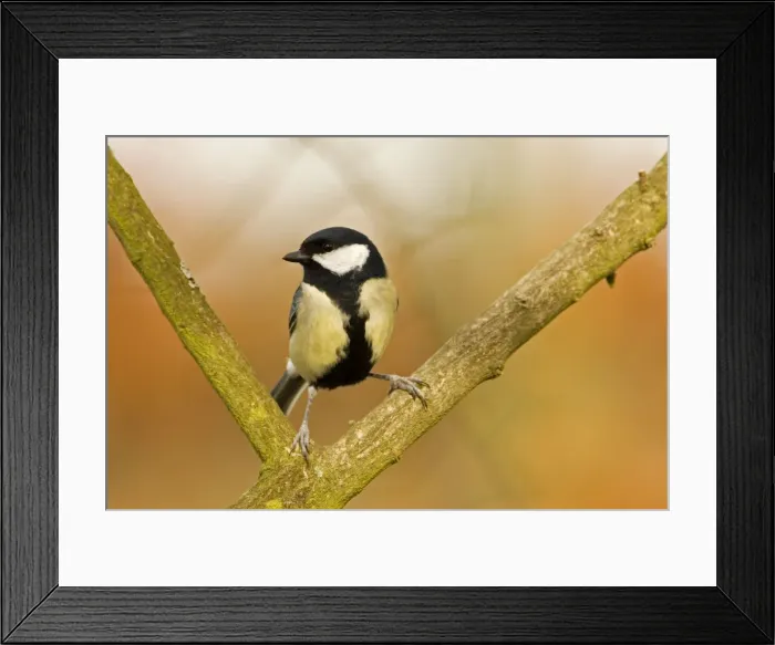 Framed Print : Great Tit Perched in fork of branch South East England, UK, Europe Framed Print : Great Tit Perched in fork of branch South East England, UK, Europe