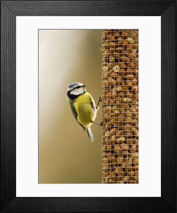 Framed Print : Blue Tit Perched on peanut feeder. South East England, UK, Europe Framed Print : Blue Tit Perched on peanut feeder. South East England, UK, Europe