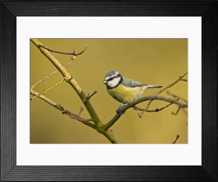 Framed Print : Blue Tit Perched on bare winter branch South East England, UK, Europe Framed Print : Blue Tit Perched on bare winter branch South East England, UK, Europe