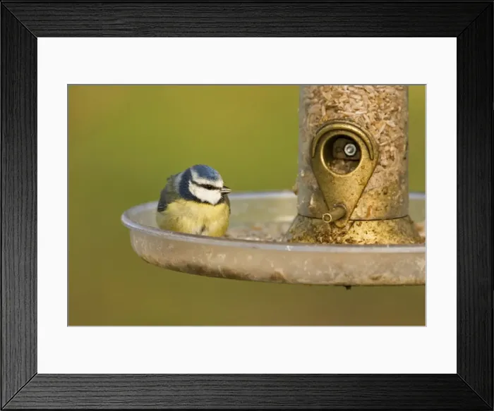 Framed Print : Blue Tit Perched on seed feeder. South East England, UK, Europe Framed Print : Blue Tit Perched on seed feeder. South East England, UK, Europe
