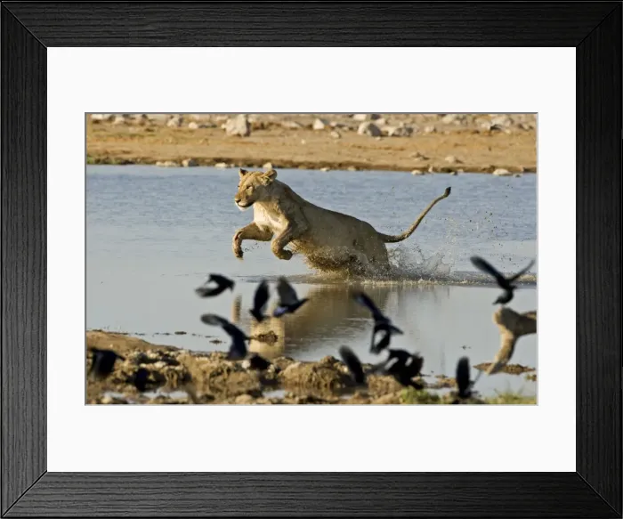 Framed Print : Lion - Female leaping through water Etosha National Park, Namibia, Africa Framed Print : Lion - Female leaping through water Etosha National Park, Namibia, Africa