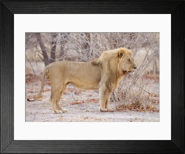 Framed Print : Lion Portait of a pride male Etosha National Park, Namibia, Africa