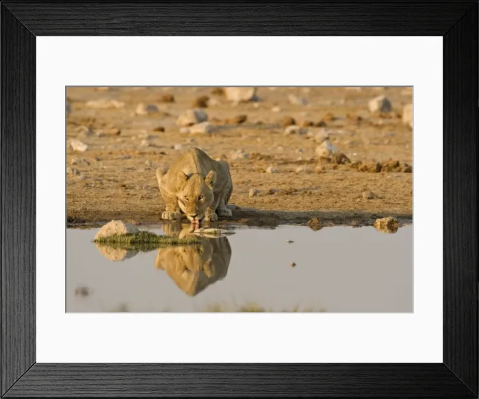 Framed Print : Lion Lioness drinking water Etosha National Park, Namibia, Africa Framed Print : Lion Lioness drinking water Etosha National Park, Namibia, Africa