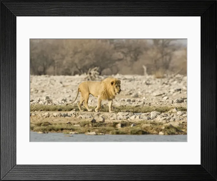 Framed Print : Lion Male walking beside a water hole Etosha National Park, Namibia, Africa Framed Print : Lion Male walking beside a water hole Etosha National Park, Namibia, Africa
