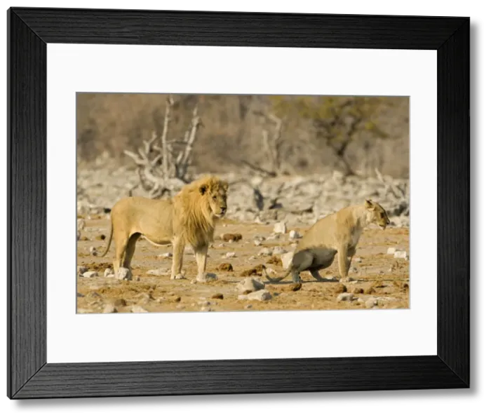 Framed Print : Lion Female urinating infront of a pride male Etosha National Park, Namibia, Africa Framed Print : Lion Female urinating infront of a pride male Etosha National Park, Namibia, Africa