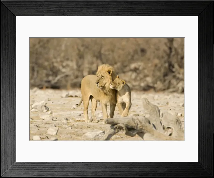Framed Print : Lion Male and female showing affection Etosha National Park, Namibia, Africa Framed Print : Lion Male and female showing affection Etosha National Park, Namibia, Africa