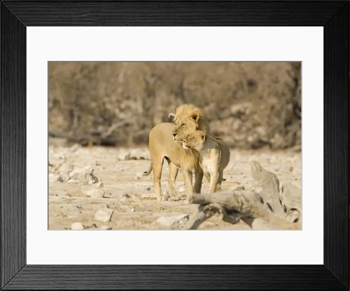 Framed Print : Lion Male and female showing affection Etosha National Park, Namibia, Africa Framed Print : Lion Male and female showing affection Etosha National Park, Namibia, Africa