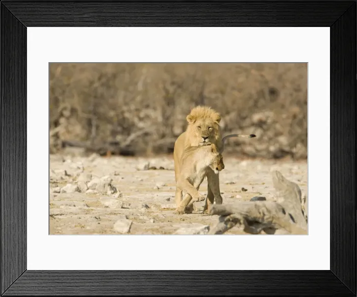 Framed Print : Lion Lioness trying to tempt a male Etosha National Park, Namibia, Africa Framed Print : Lion Lioness trying to tempt a male Etosha National Park, Namibia, Africa