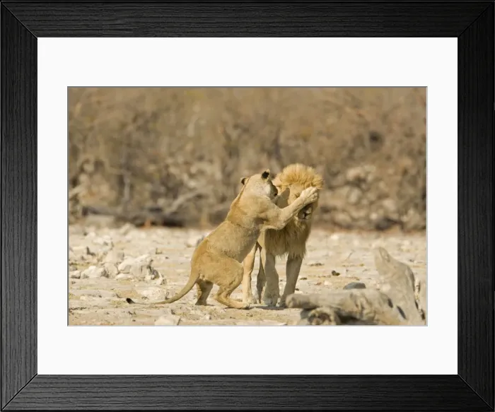 Framed Print : Lion Female lashing out at a male Etosha National Park, Namibia, Africa Framed Print : Lion Female lashing out at a male Etosha National Park, Namibia, Africa