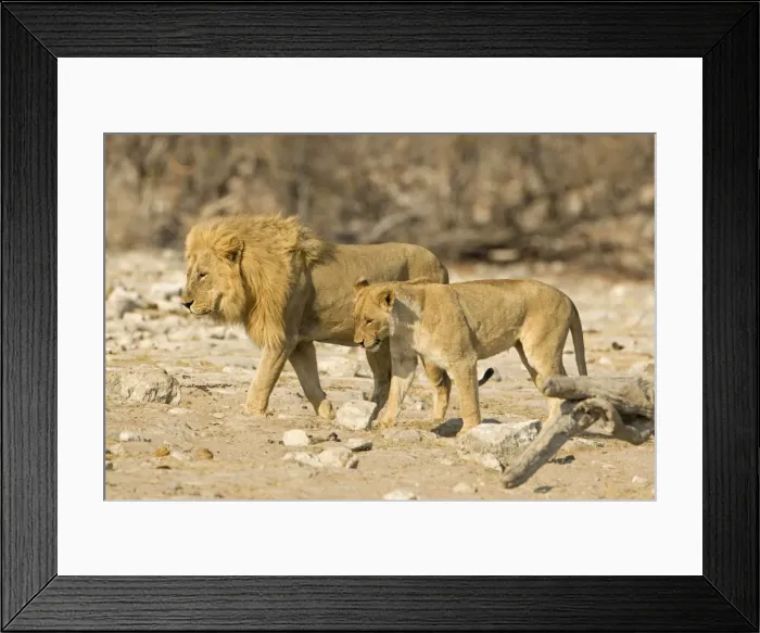 Framed Print : Lion Young female and pride male side by side Etosha National Park, Namibia, Africa Framed Print : Lion Young female and pride male side by side Etosha National Park, Namibia, Africa