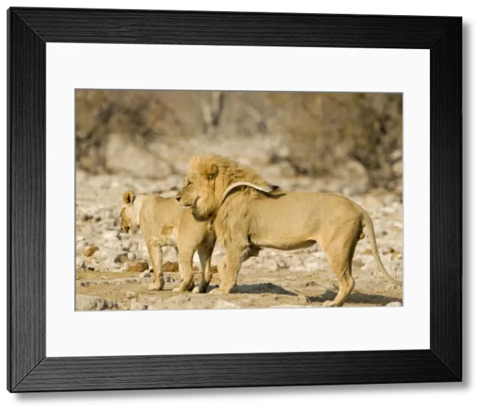 Framed Print : Lion Young female urinating infront of a male Etosha National Park, Namibia, Africa