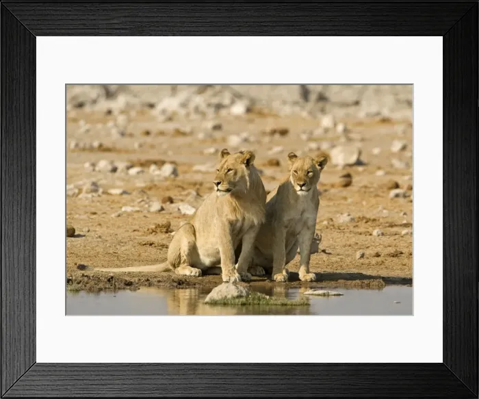 Framed Print : Lion Young male and female side by side Etosha National Park, Namibia, Africa
