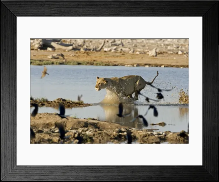 Framed Print : Lion Young lioness leaping through water Etosha National Park, Namibia, Africa Framed Print : Lion Young lioness leaping through water Etosha National Park, Namibia, Africa