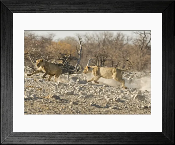 Framed Print : Lion Playfully chasing each other Etosha National Park, Namibia, Africa Framed Print : Lion Playfully chasing each other Etosha National Park, Namibia, Africa