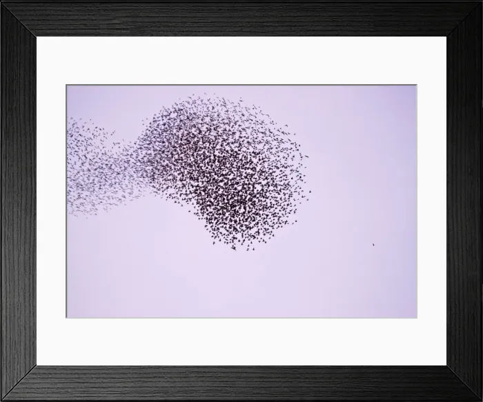 Framed Print : Starlings Flock expanding and contracting in response to a peregrine attack Eastbourne, East Sussex, South East England Framed Print : Starlings Flock expanding and contracting in response to a peregrine attack Eastbourne, East Sussex, South East England