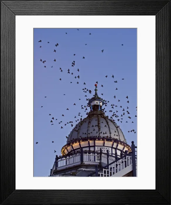 Framed Print : Starlings Coming in to roost in a Victorian Camera Obscura Tower Eastbourne, East Sussex, South East England Framed Print : Starlings Coming in to roost in a Victorian Camera Obscura Tower Eastbourne, East Sussex, South East England