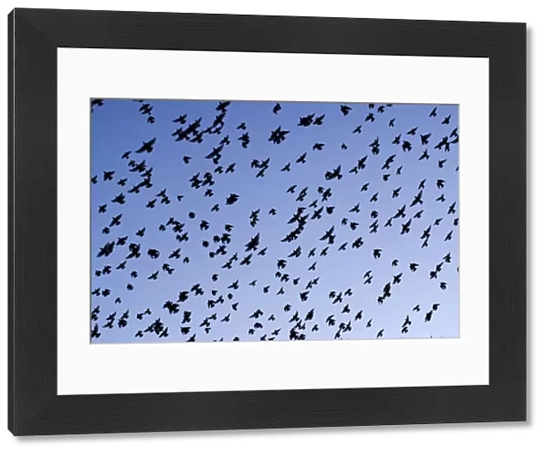 Starlings Close up of a mass of birds in flight Eastbourne, East Sussex, South East England