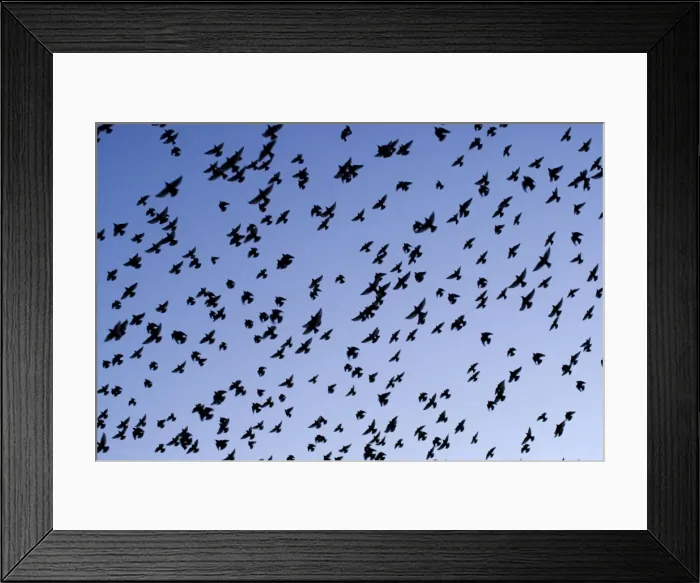 Framed Print : Starlings Close up of a mass of birds in flight Eastbourne, East Sussex, South East England Framed Print : Starlings Close up of a mass of birds in flight Eastbourne, East Sussex, South East England