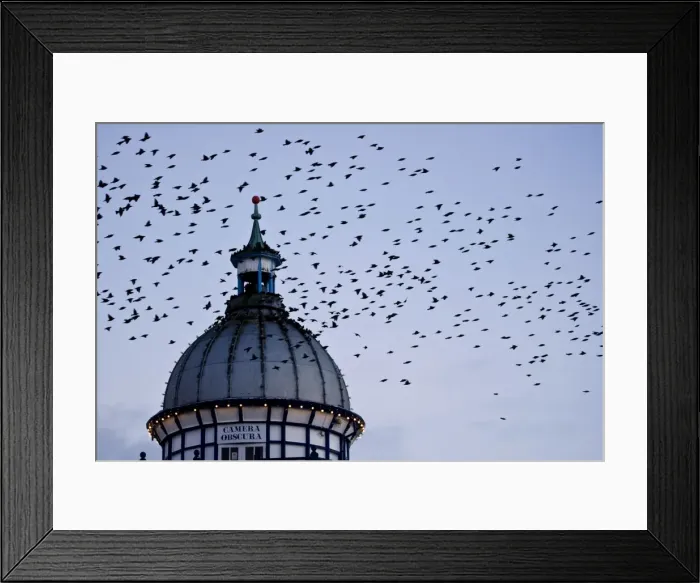 Framed Print : Starlings Coming in to roost in a Victorian Camera Obscura Tower Eastbourne, East Sussex, South East England Framed Print : Starlings Coming in to roost in a Victorian Camera Obscura Tower Eastbourne, East Sussex, South East England