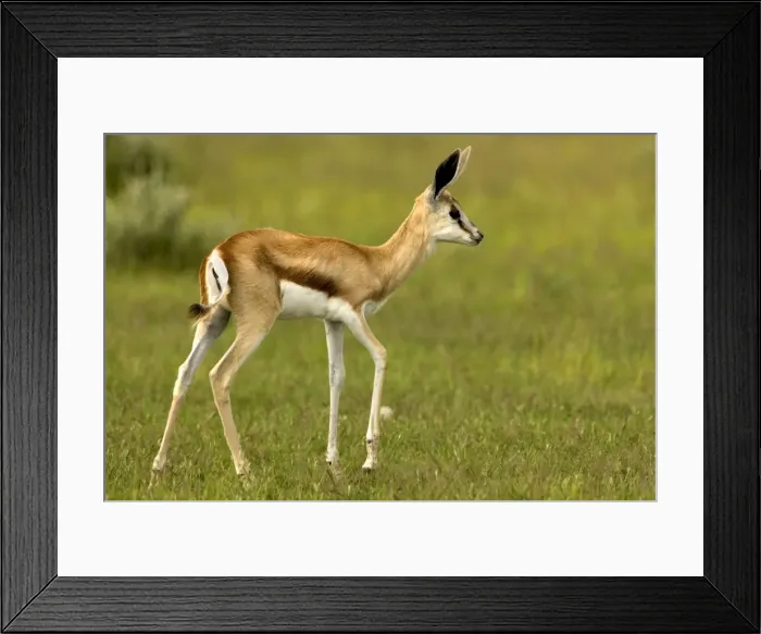 Framed Print : Springbok-Youngster-Full body portrait-side profile Etosha National Park-Namibia-Africa Framed Print : Springbok-Youngster-Full body portrait-side profile Etosha National Park-Namibia-Africa