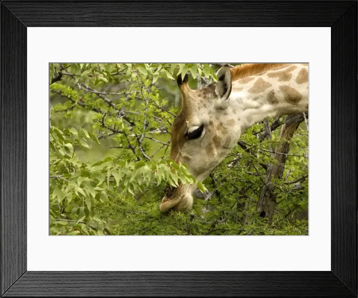 Framed Print : Giraffe-Close ups whilst feeding Etosha National Park-Northern Namibia-Africa Framed Print : Giraffe-Close ups whilst feeding Etosha National Park-Northern Namibia-Africa