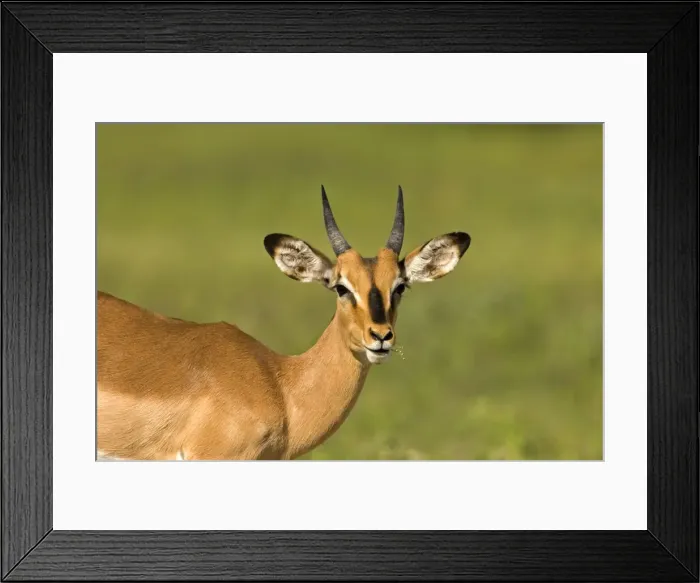 Framed Print : Black Faced Impala-Portrait of a young male chewing on a green stem Etosha National Park-Northern Namibia-Africa Framed Print : Black Faced Impala-Portrait of a young male chewing on a green stem Etosha National Park-Northern Namibia-Africa